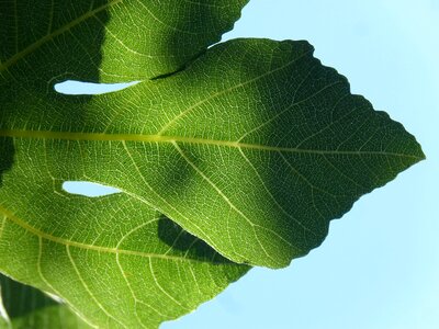 Fig tree ramifications natural geometry