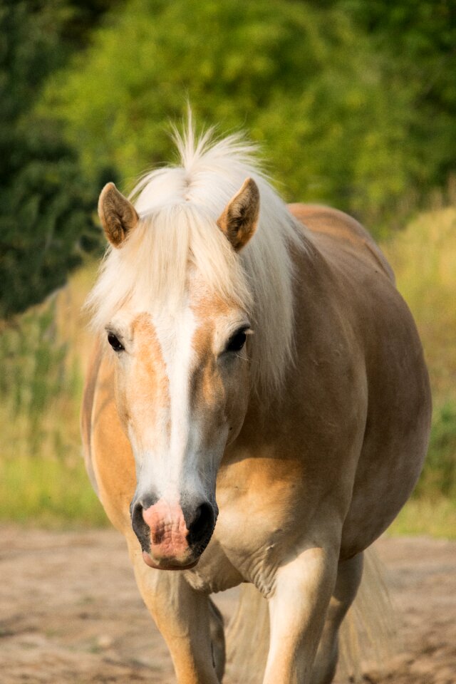 Portrait nature mane