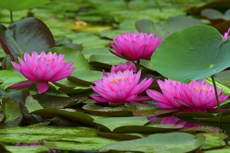 Water lilies kite flowers