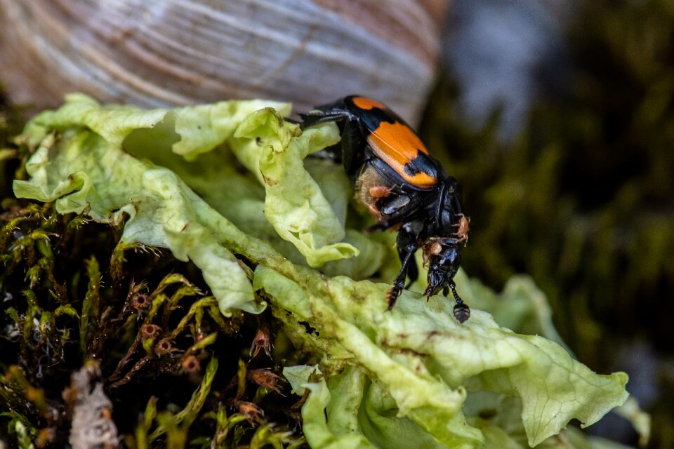 Insect animal close up