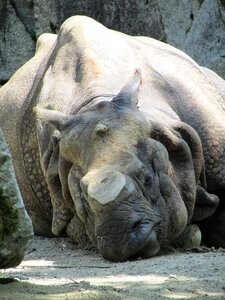 Battered horn dormant colossus