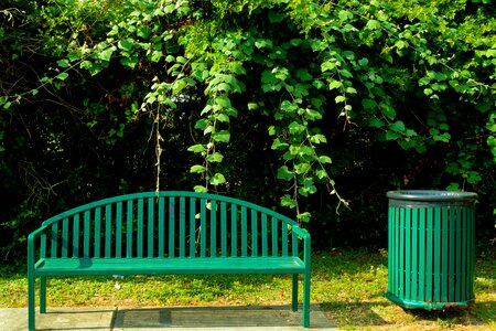 Green park shrub