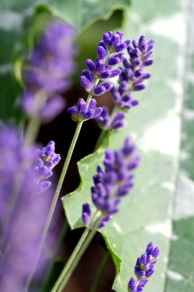 Nature aromatherapy purple flower