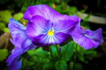 Garden purple photo