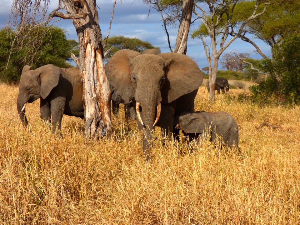 Tanzania elephant safari