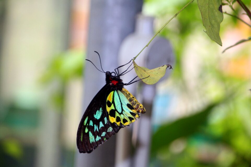 Insect spring summer