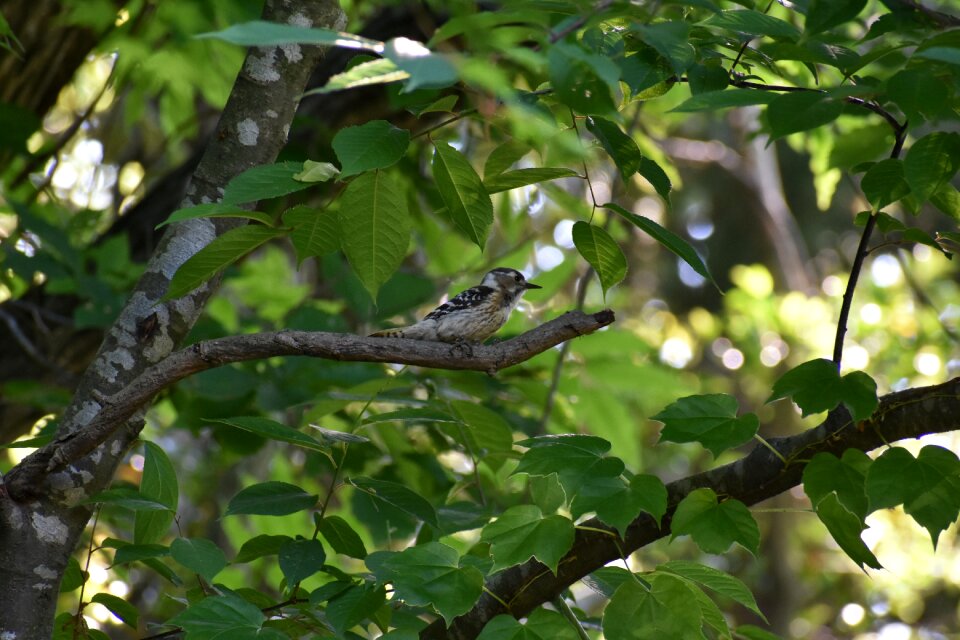 Sunbeams bird wild birds
