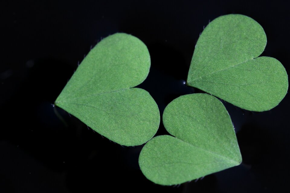 Shamrock plants pool