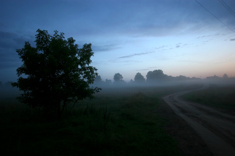Road fog tree
