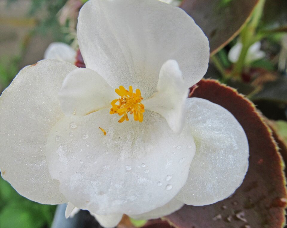 Flower white plant