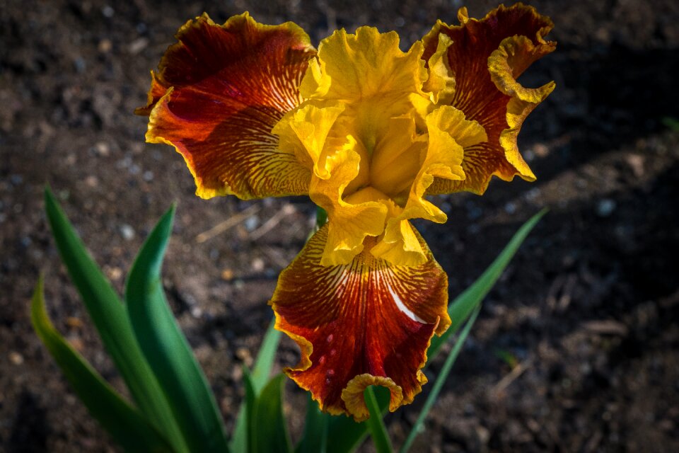 Spring presby iris gardens