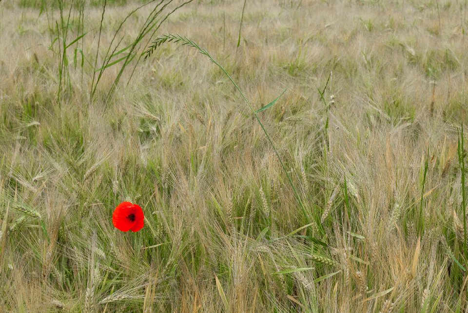 Flower cereals nature