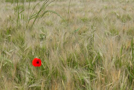 Flower cereals nature photo