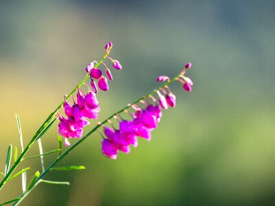 Purple plant pink photo