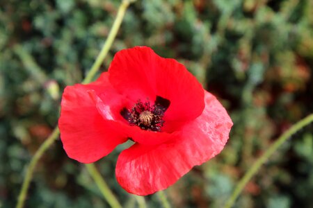 Flower of poppy flowering wild flower
