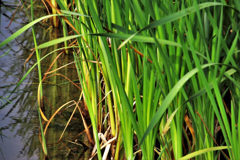 Vegetation at the court of pond