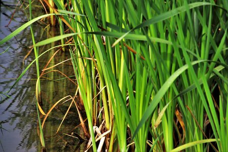 Vegetation at the court of pond