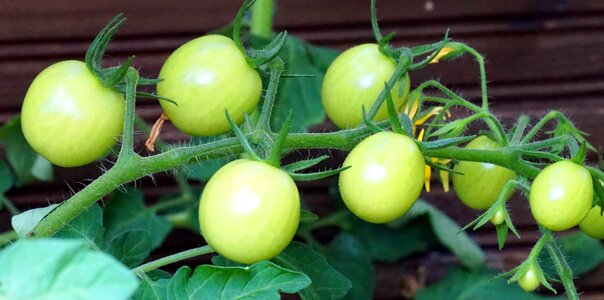 Garden green tomato ripening process