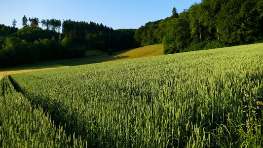 Cornfield morning sun forest photo