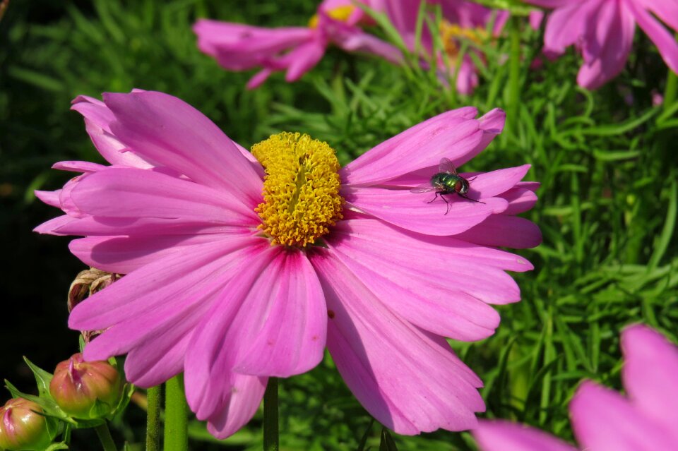 Close up garden nature photo