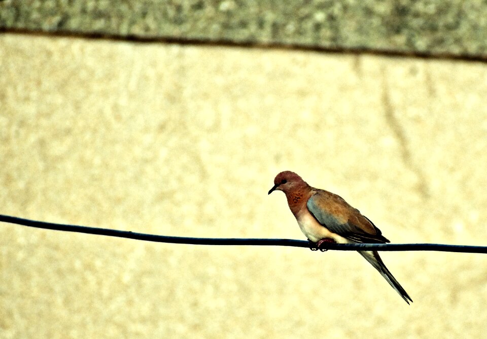 Perched yellow birds