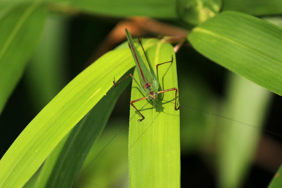 Insects plants forest