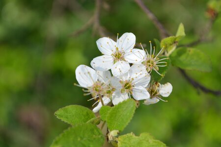 White macro garden