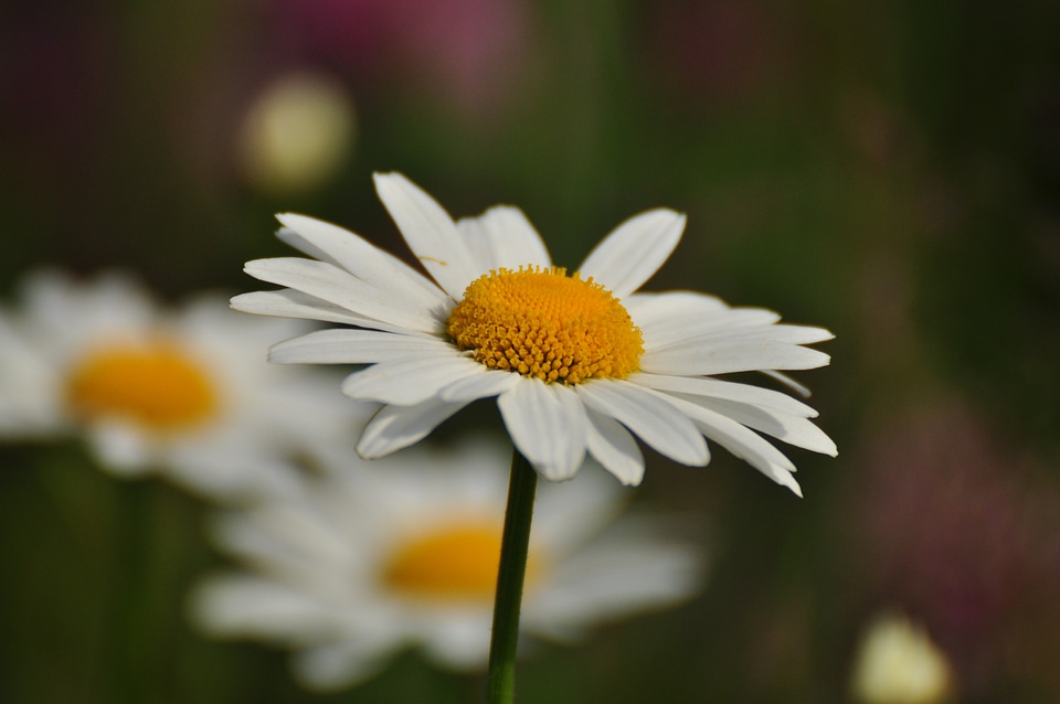 Daisy flower Free photos