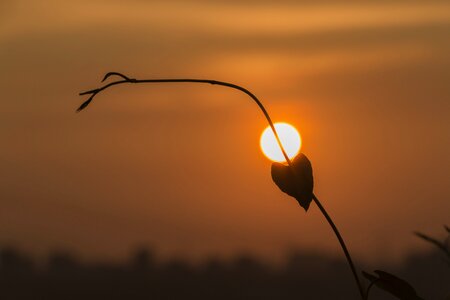 Sunset leaf twilight