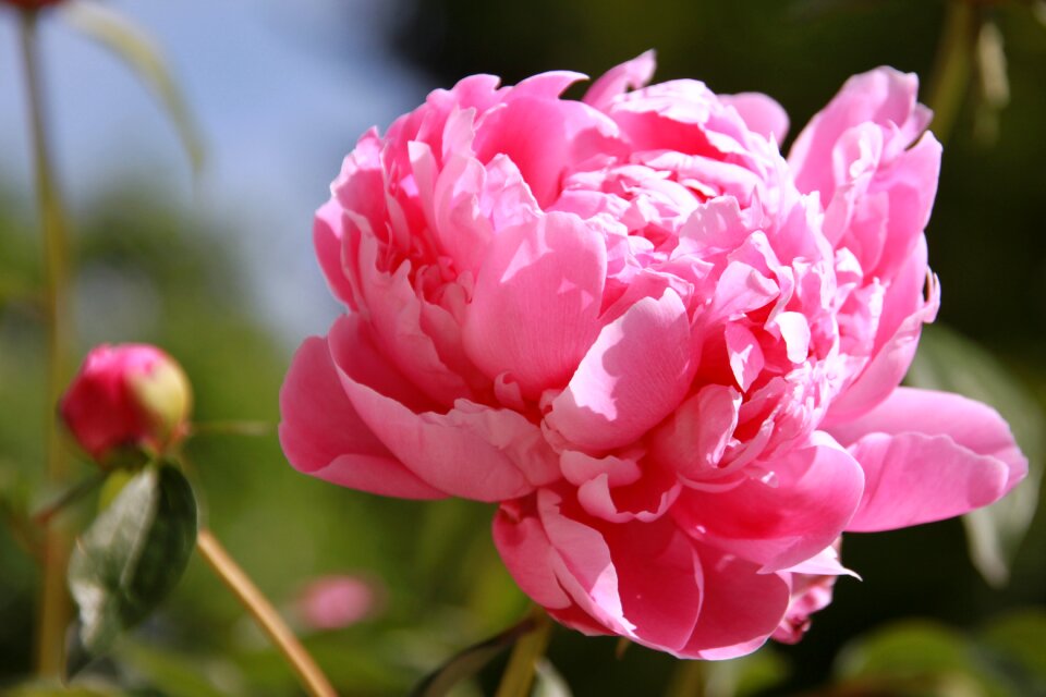 Plant nature blossom