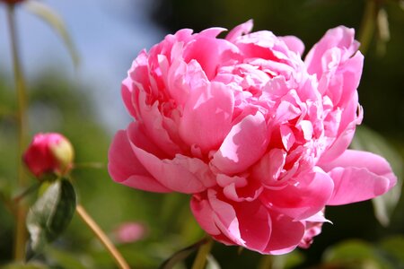 Plant nature blossom