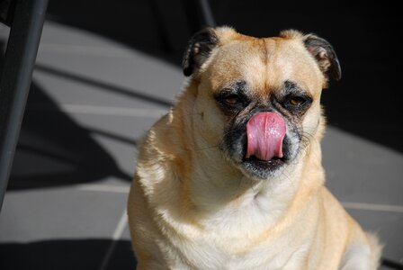 Canine tongue licking photo