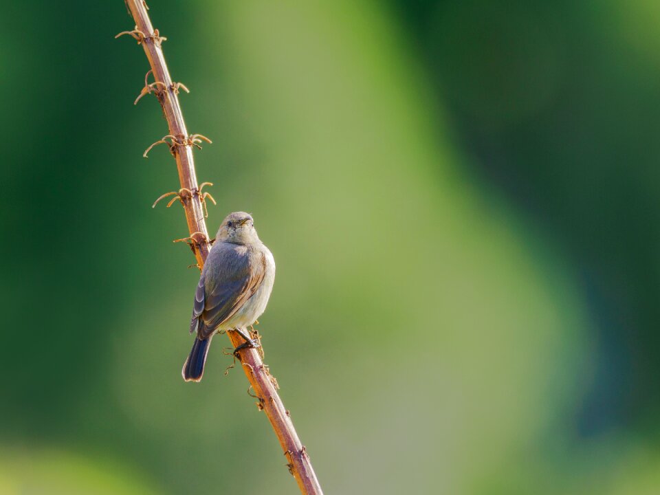 Bird nature wildlife