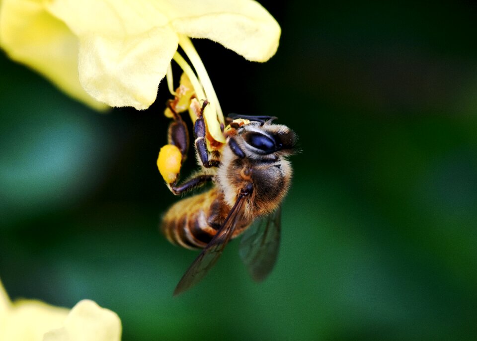 Pollination garden
