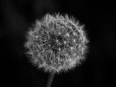 Meadow nature wild flower