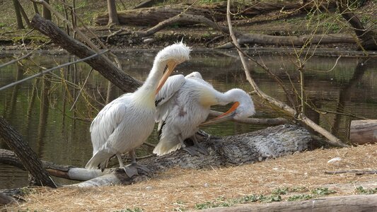 Hygiene cleaning feathers waterfowl