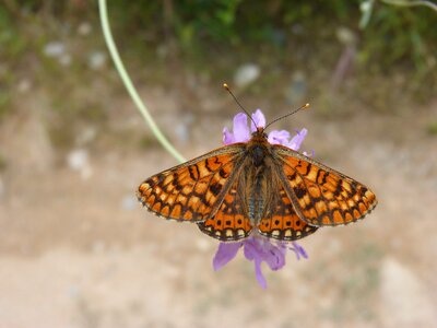 Orange butterfly libar wild flower photo