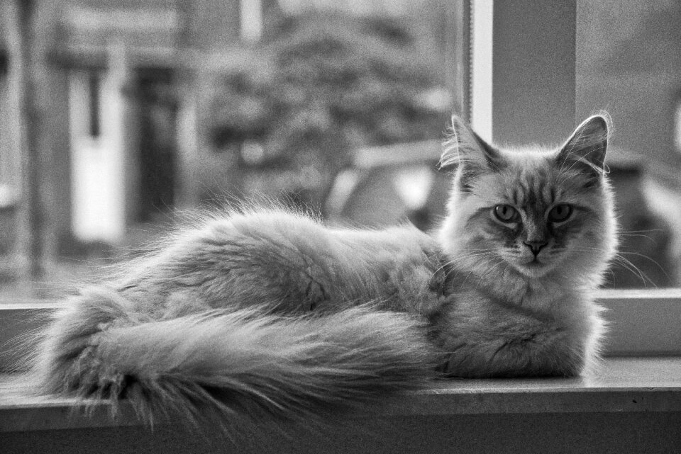 Cats pet cat