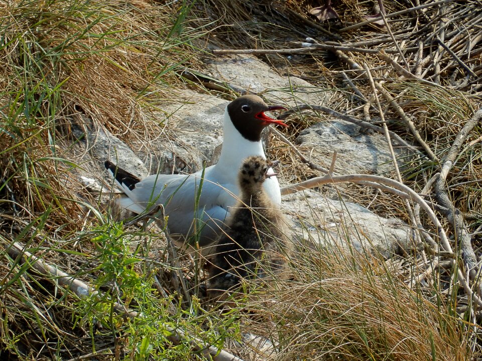 Bird water bird hatching photo