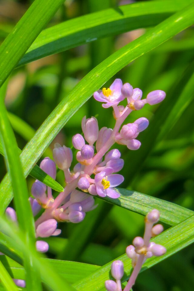 Nature bloom purple