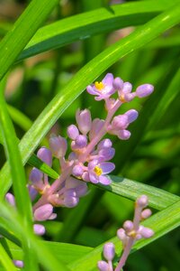 Nature bloom purple
