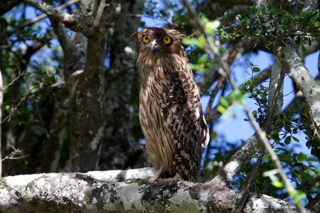 Nature owls eyes