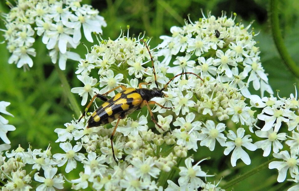 Beetle insect nature photo