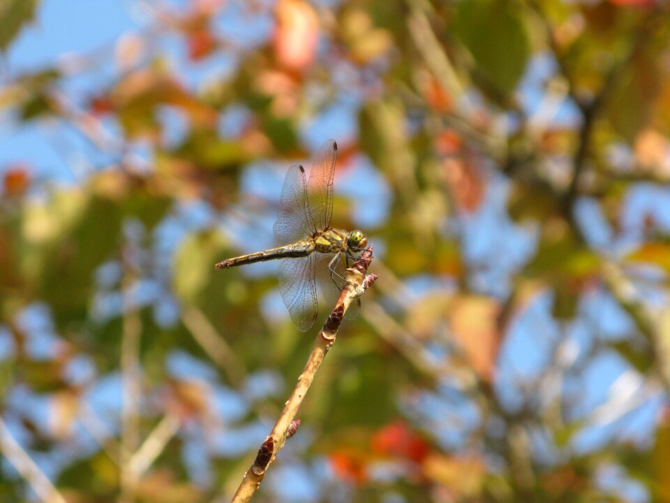 Insect autumn