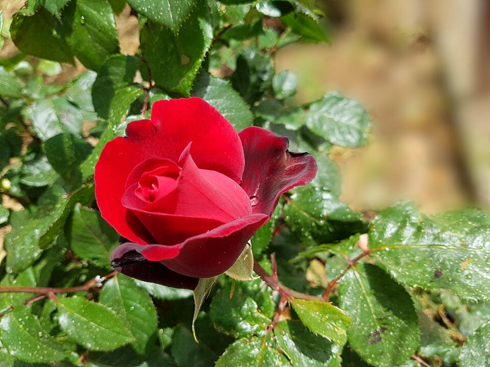 Bloom beauty rose bloom
