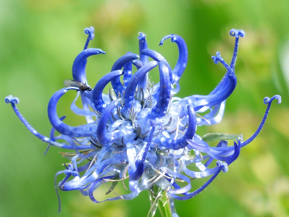 Bloom blue phyteuma orbiculare