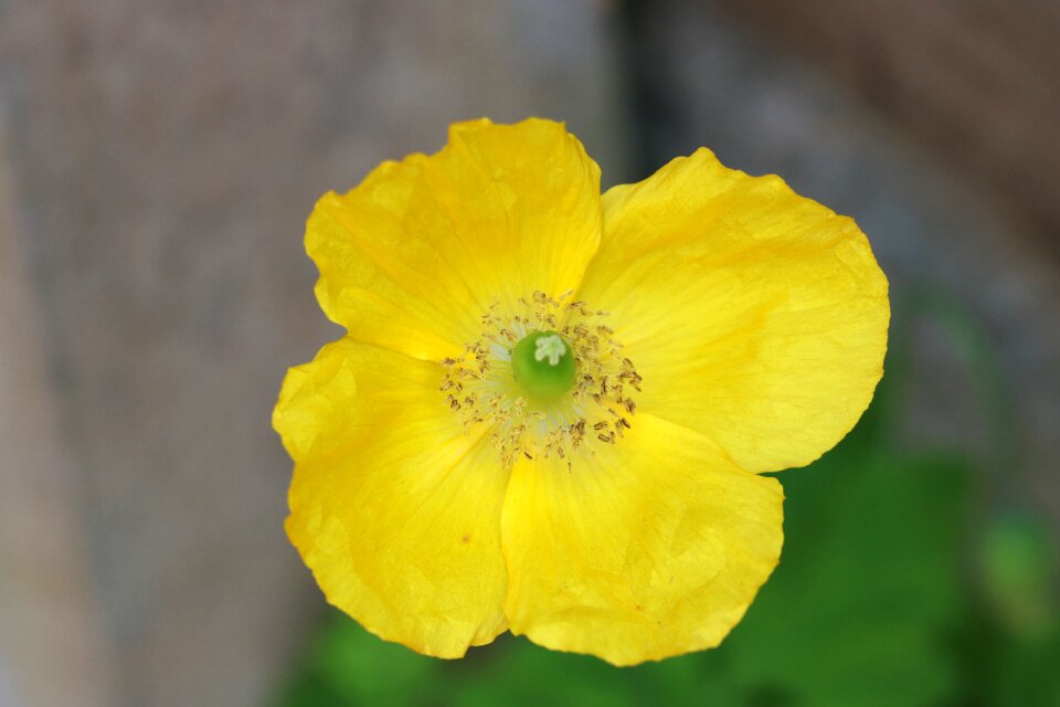 Nature spring plant