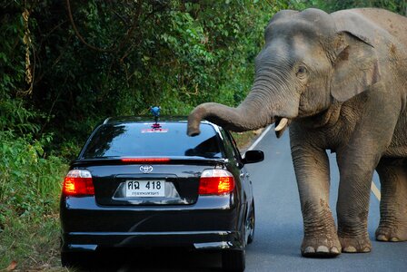 Thailand national park asian elephant