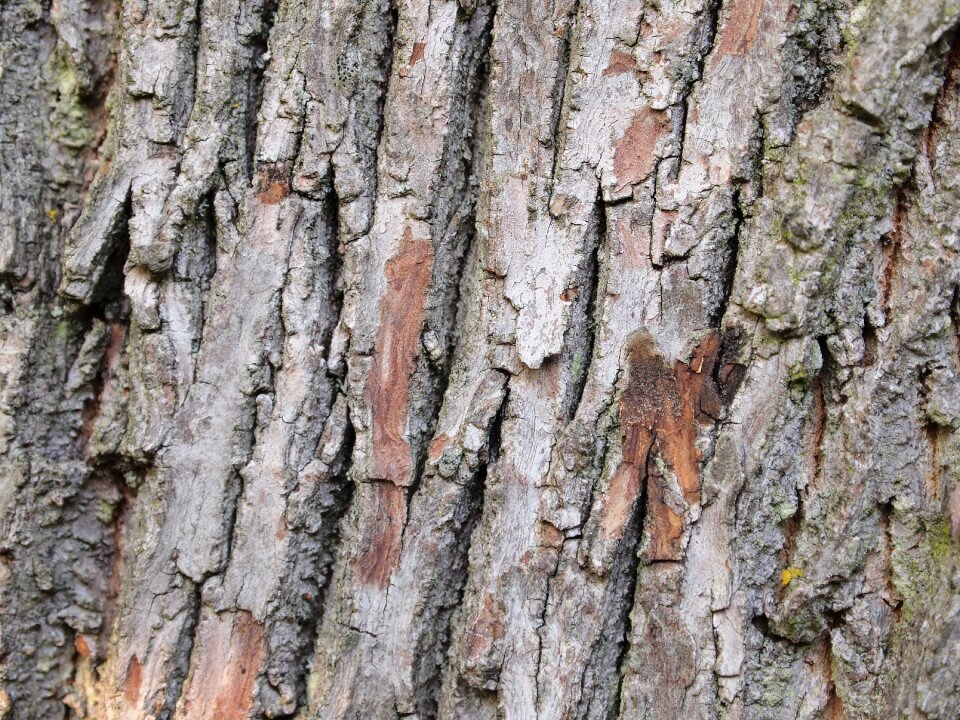 Background wood natural