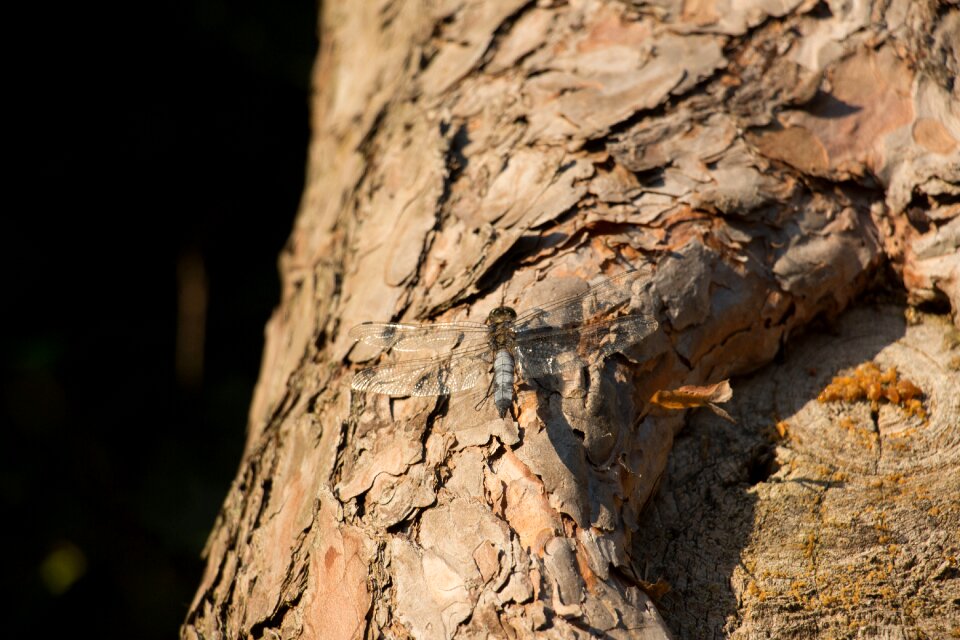 Close up flight insect tree